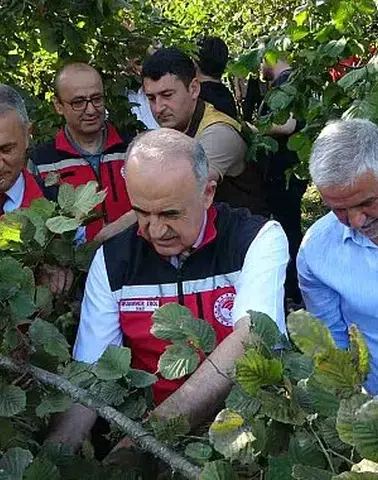 Ordu'da fındık hasadı coşkuyla başladı