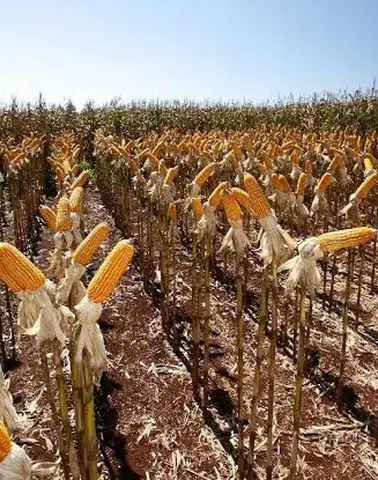 Mısır fiyatları El Nino'nun etkisiyle yeni zirveye ulaştı