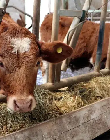 Avrupa Birliği, Brezilya'dan hayvansal ürün ithalatını yeniden başlatacak koşulu açıkladı