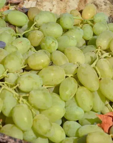 Adıyaman'da peygamber üzümü hasadı başladı: Üreticiler umutlu
