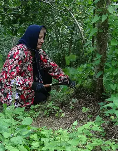 Giresun'da fındık üreticileri gece nöbeti tutuyor