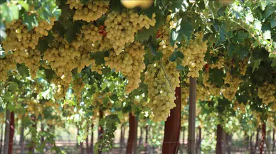 Hatay Hassa’da Üzüm Hasadı Başladı21.08.2025 – Lale Köklü Karagöz