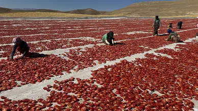 Misafirliğe Geldikleri Elazığ’da 6 Bin Dönüm Araziyi Tarıma Kazandırdılar