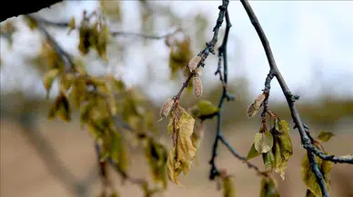 Zirai dondan etkilenen çiftçilere destek