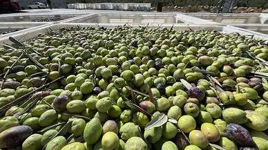 Devlet desteği ihracat yapmak isteyen zeytin ve zeytinyağı firmalarına kapı aralıyor