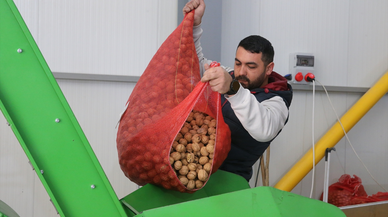 TKDK'den aldığı destekle kurduğu tesiste işlediği cevizleri 20 ile gönderiyor