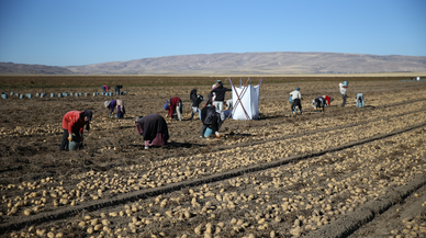 Doğu'nun 'patates havzası' Bitlis'te hummalı hasat mesaisi