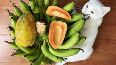 Alanya'da üretilen tropikal papaya meyvesi yurt dışından talep görüyor