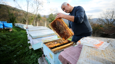 AB'den coğrafi tescil alan Yenice ıhlamur balını markalaştırma çalışmaları sürüyor