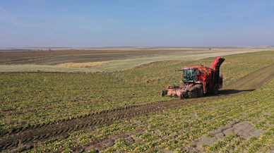 Kars'ta 94 bin ton pancar şekere dönüştürüldü
