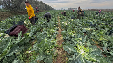 İzmir'in kışlık sebze tarlalarında hasat telaşı yaşanıyor