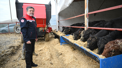 Kırmızı et üretimini artıracak Kırsalda Bereket, Hayvancılığa Destek Projesi meyvelerini vermeye başladı