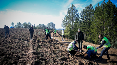 Uludağ eteklerinde oluşturulan bal ormanı arıcıları bekliyor