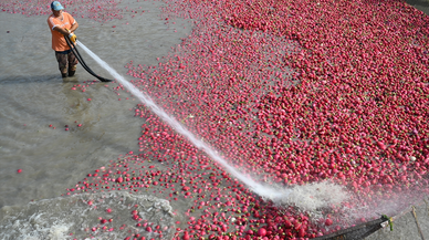 Tescilli turpları hasat eden çiftçilerin Savrun Çayı'ndaki zorlu yıkama mesaisi başladı