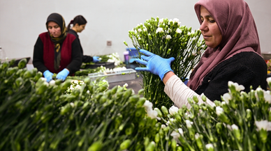 Türkiye'den yılbaşı için 12 milyon dolarlık çiçek ihracatı
