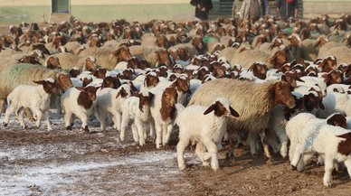 Türkiye'nin dev işletmesinde 60 bin kuzu dünyaya geldi