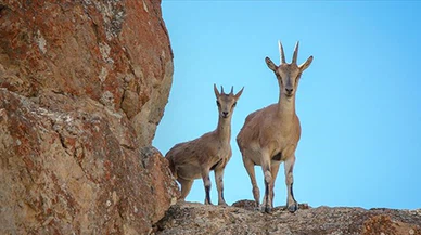 Bitlis'te yasa dışı olarak yaban keçisi avlayan kişiye 966 bin lira ceza kesildi