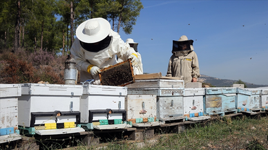 Arıcılara mesleki standart geliyor
