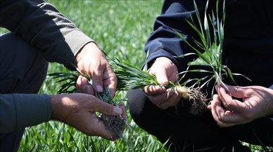 Kasımda yağışlar azaldı, bitki gelişimi için gözler gelecek döneme odaklandı