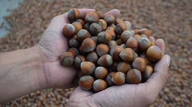 Ticaret borsalarında sezonun ilk üç ayında 138 bin tonu aşkın fındık işlem gördü