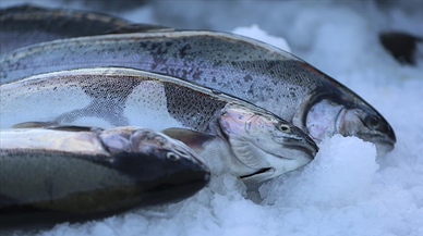 Türk somonu ihracatında hedef milyar dolara ulaşmak
