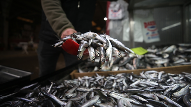 Türkiye'den 11 ayda 14,4 milyon dolarlık hamsi ihracatı yapıldı