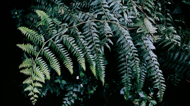 Antalya'da süs bitkileri için Organize Tarım Bölgesi kurulacak