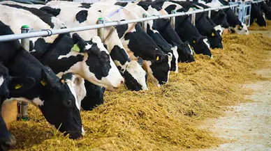 Yemlerin piyasaya arzı ve kullanımına ilişkin yönetmelikte düzenlemeye gidildi