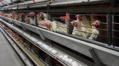 Yumurtacı tavukların kafes standartlarında değişikliğe gidildi