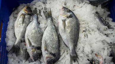 Su ürünleri 2025'te rekor ihracata ulaştı