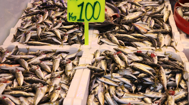 Rize'de istavritin kilogramı 100 liradan satılıyor