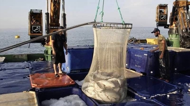 Doğal liman kenti Sinop'ta geçen yıl 34 bin 470 ton somon üretildi