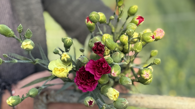 Türkiye'nin 4 yerli karanfil çeşidi 37 ülkeye ihraç ediliyor