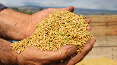 Sinop'ta 9 milyon lira maliyetle çeltik kurutma tesisi kurulacak