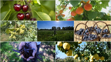 Tarım ürünleri ithalatında yetkili gümrük idareleri düzenlendi
