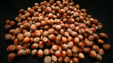 Türk fındığı 2025'te 122 ülkede alıcı buldu