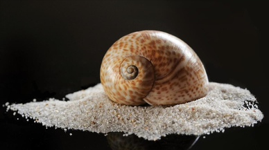 Deniz salyangozu ihracatı 2025'te 20,9 milyon doları aştı