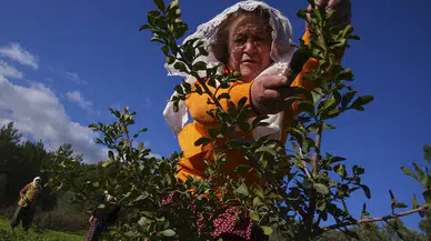 Karaburun Yarımadası Kadınları Sakız Ağaçlarını Yeniden Canlandırıyor