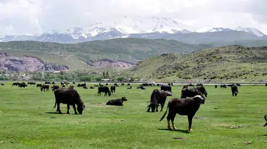 Kayseri’den dev hayvancılık hamlesi: Sürülerin sayısı katlanarak artıyor