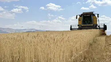 Bozkırda tarım devrimi: Doğru tohum ve düzenli yağış verimi ikiye katladı!