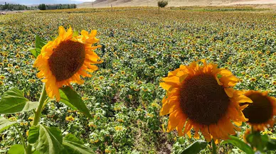 Erzincan'da ayçiçeği üretiminde büyük artış: Ekim alanları yüzde 50 genişledi