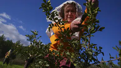 Karaburun Yarımadası Kadınları Sakız Ağaçlarını Yeniden Canlandırıyor