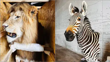 “Trabzon Limanı’nda Şok Baskın: Kaçak Yaban Hayvanları Arasında Su Aygırı ve Timsah da Var”