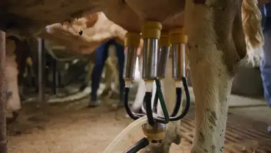 İnek sütü üretiminde haziranda dikkat çeken artış