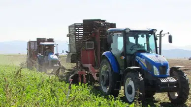 Gaziantep'te 9 bin 234 dönüm alanda şeker pancarı hasadı devam ediyor