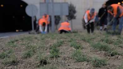 Kuraklığa karşı İzmir’de yeşil dönüşüm