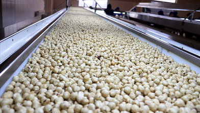 Türkiye, Fındık İhracatında Rekor Kırdı: İlk 5 Ayda 1 Milyar Doları Aştı