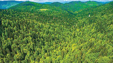 Türkiye’nin Orman Varlığı 23,3 Milyon Hektarı Aştı