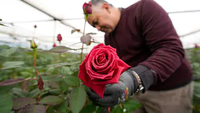 Menderes'te Sevgililer Günü Hazırlıkları Başladı