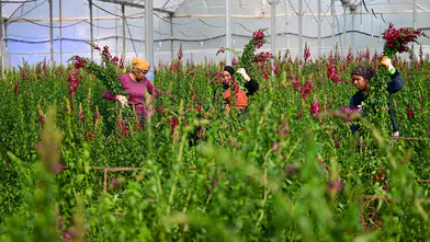 Kesme Çiçek İhracatında Aslanağzı Çiçeği Dikkat Çekiyor